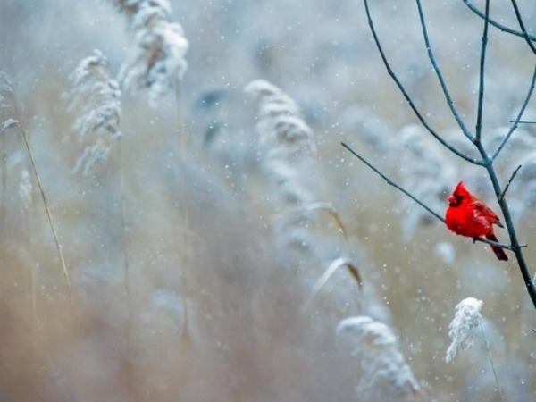 Cardinal on a branch